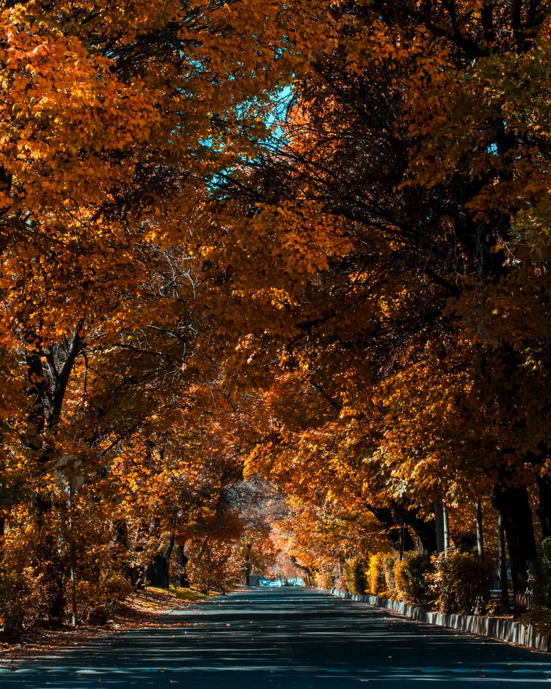 Fall in Tabriz University