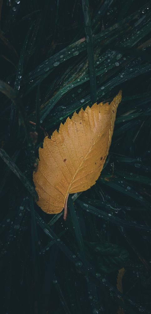 Photograph by Natalia