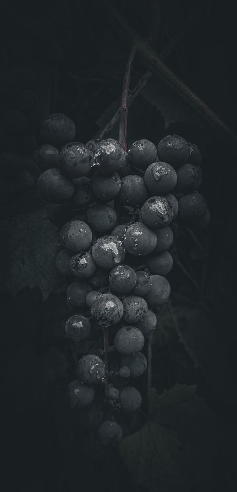 Photograph by Natalia