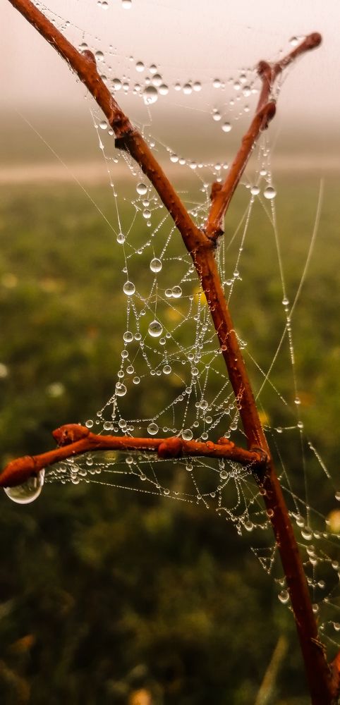 Photograph by Natalia