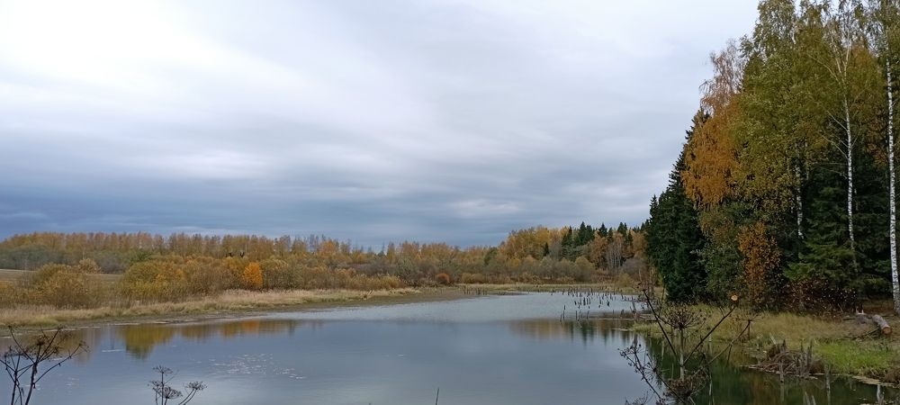 Тишина осеннего леса