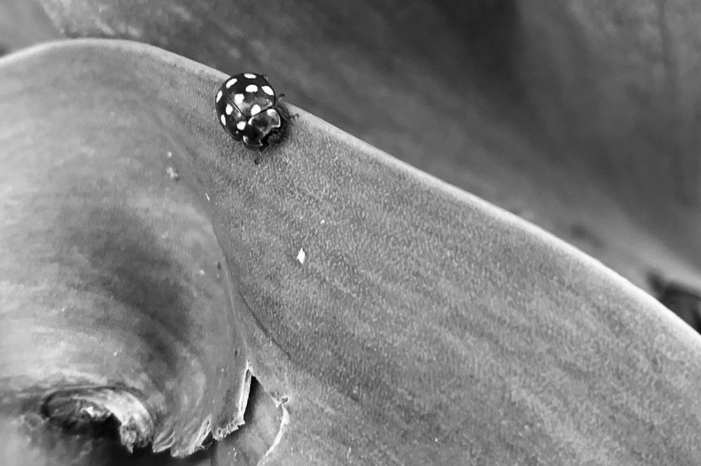 Photograph by Анна