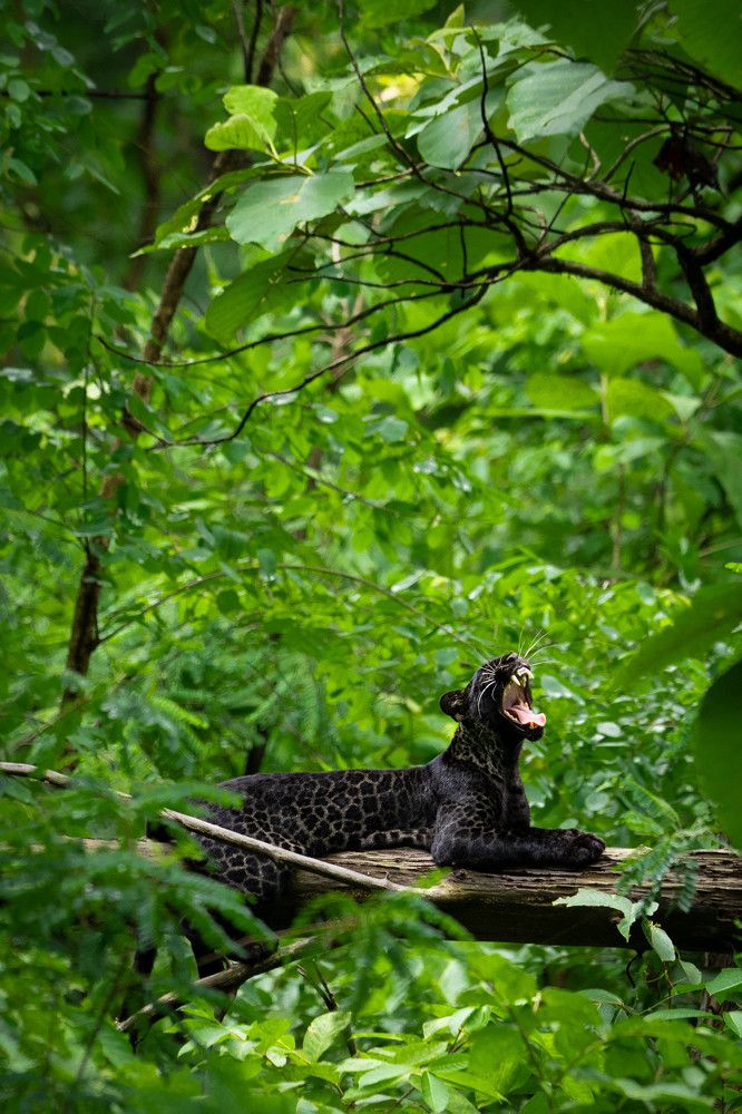 Photograph by Prashant Singh