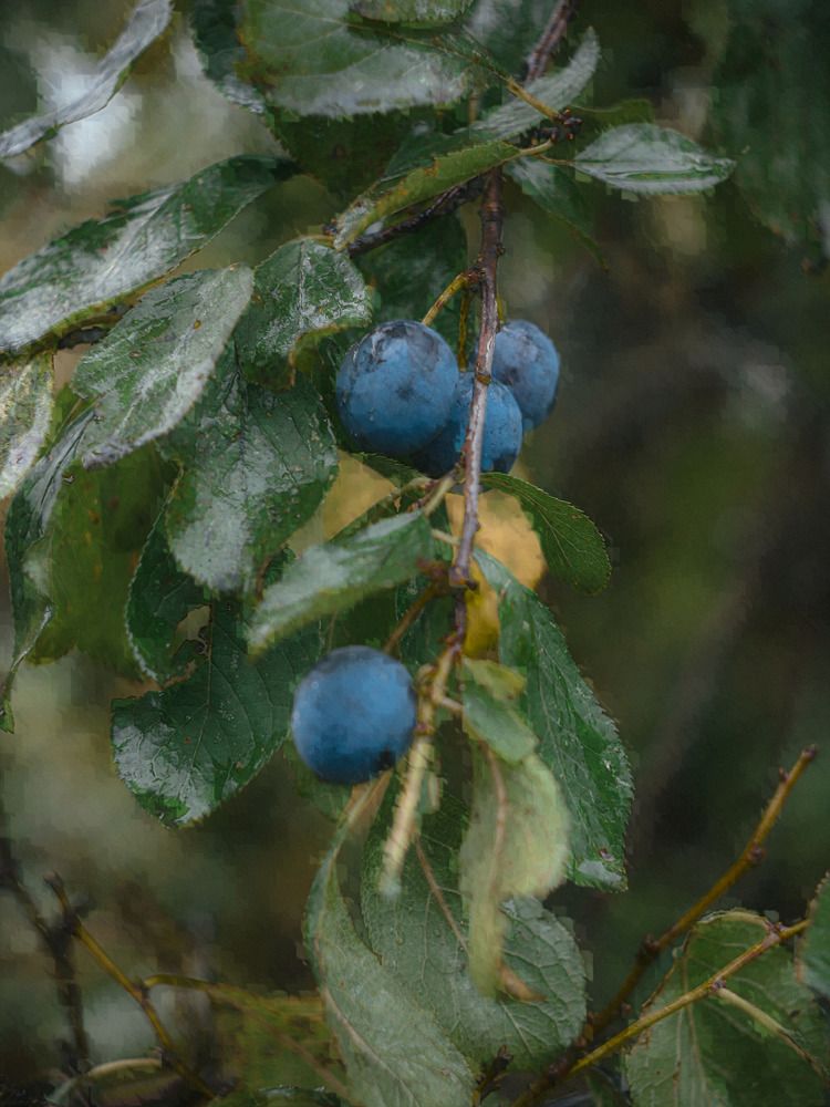 Photograph by Дина Чаица