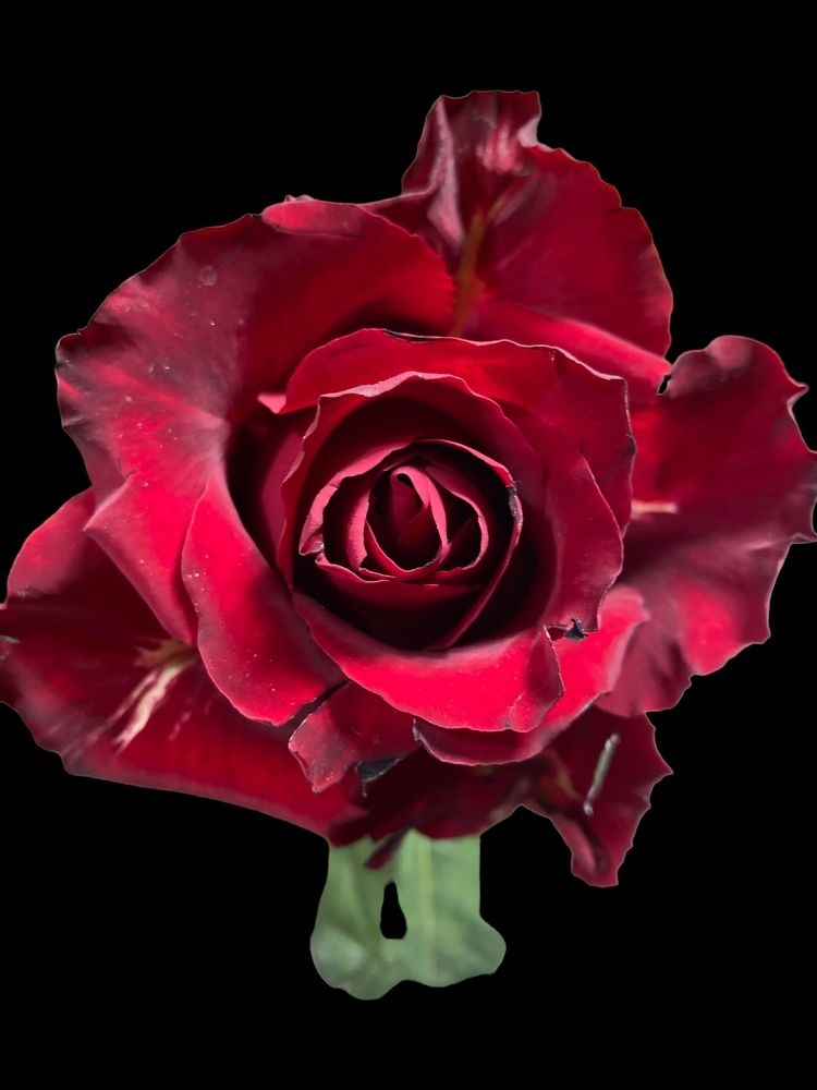 Фотография автора Regina Sant Anna