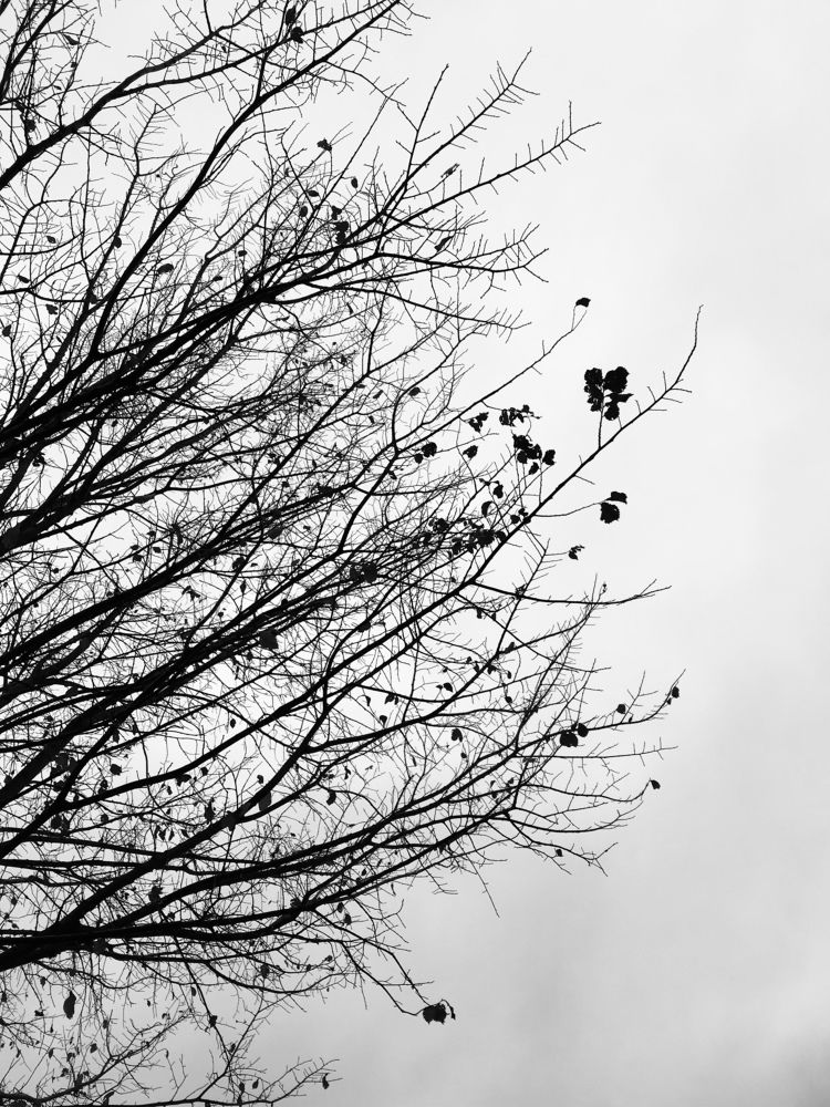 Природа — это  единственная книга с великим содержанием на каждом листе (И. Гете)