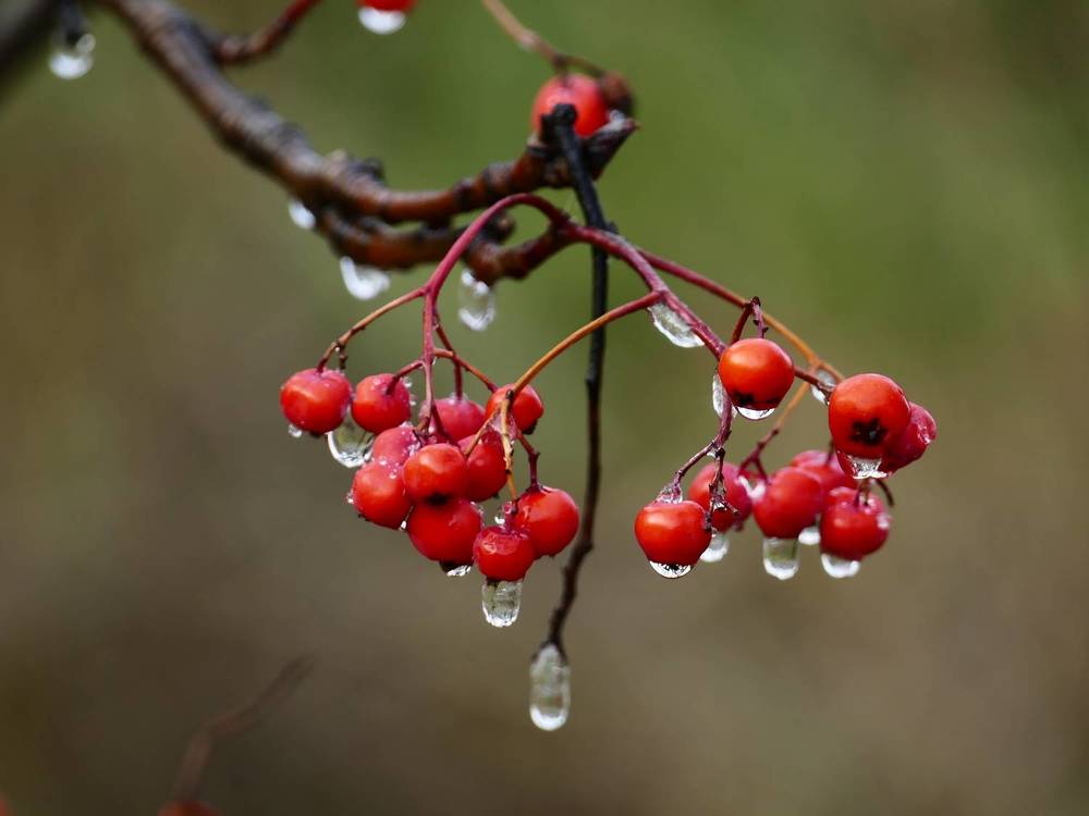 Капли, как хрусталь, рябины красной мелодию играли.
