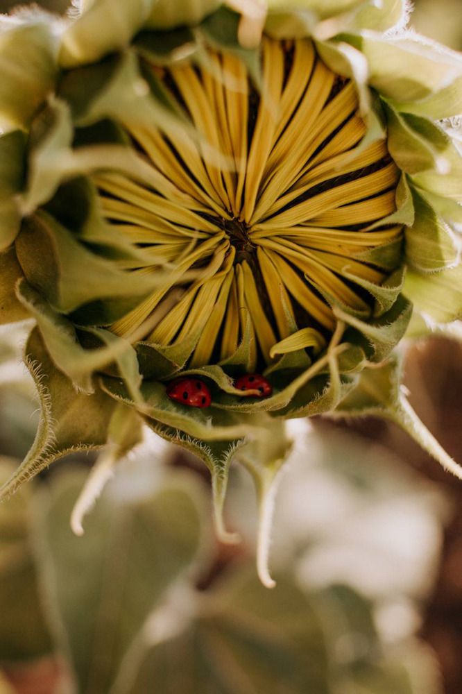 Photograph by Мокану Анастасия