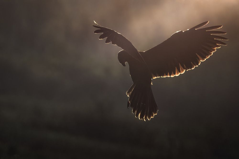 Photograph by Поляков Михаил