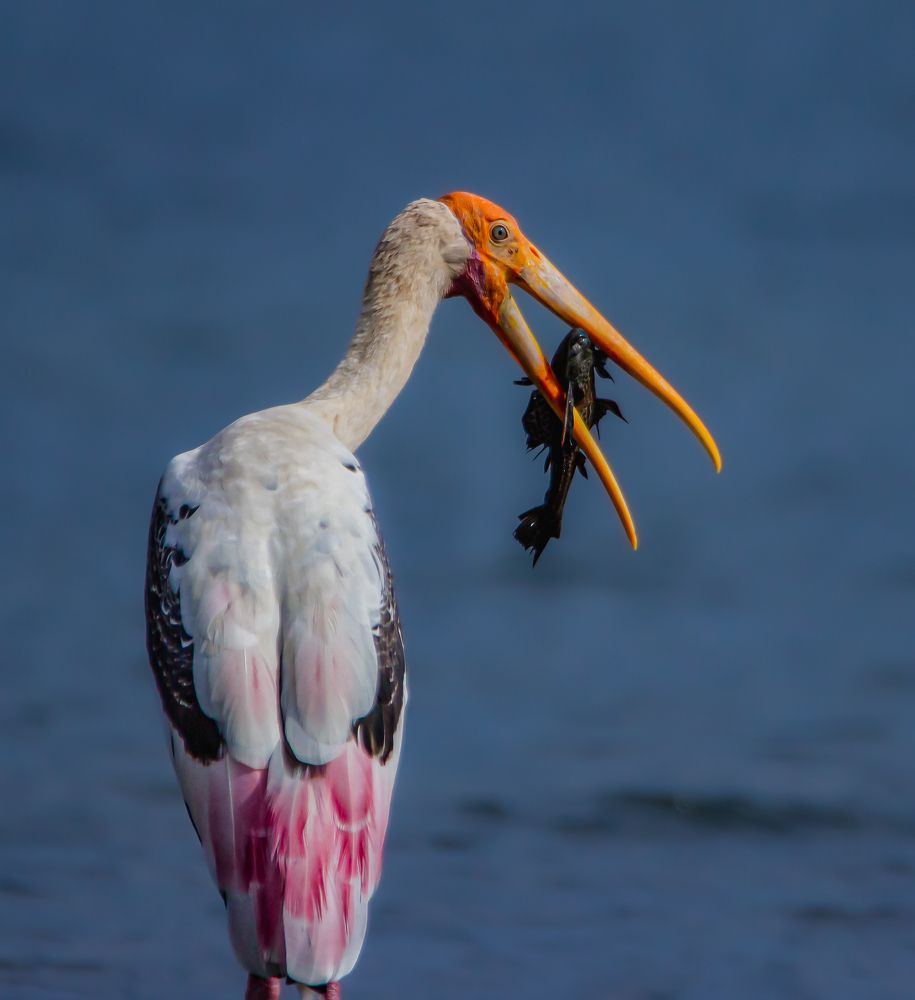 Photograph by Mayank Bhushan