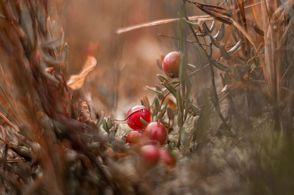 Photograph by Егор Ставер