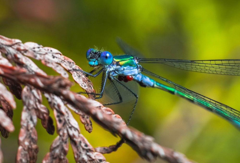 Photograph by Олеся zme