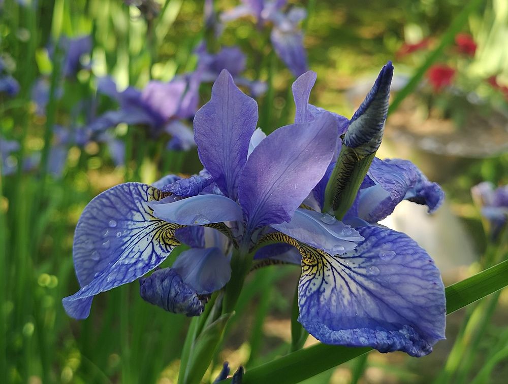 Photograph by Екатерина Борисовна Кузьмина