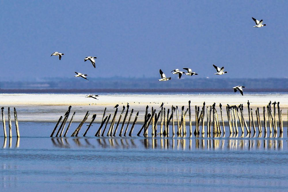 Прилетели...