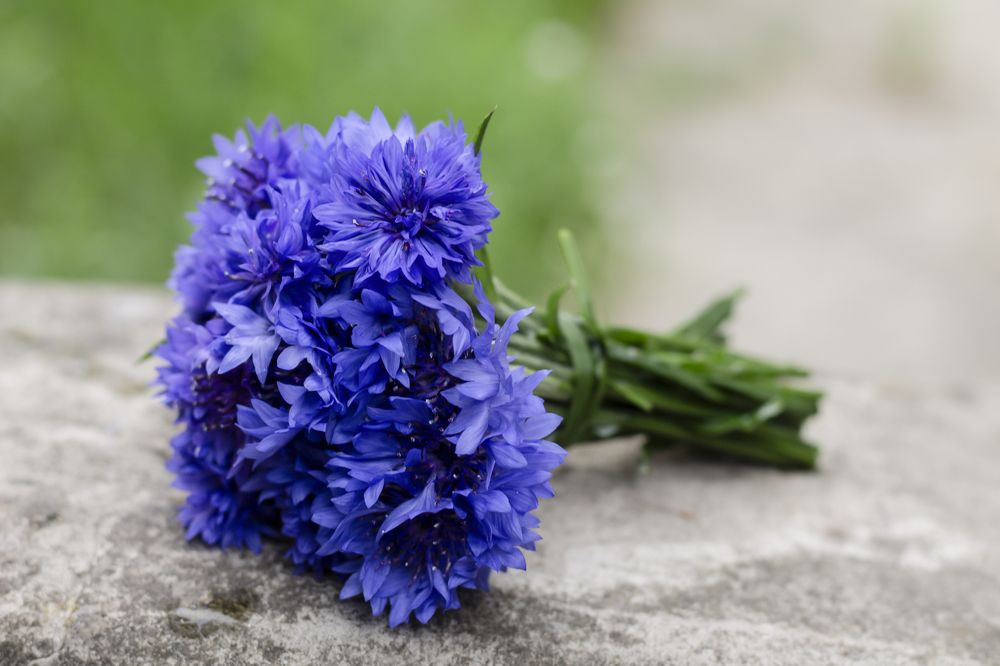 Photograph by Дарья Ващенко-Панкина