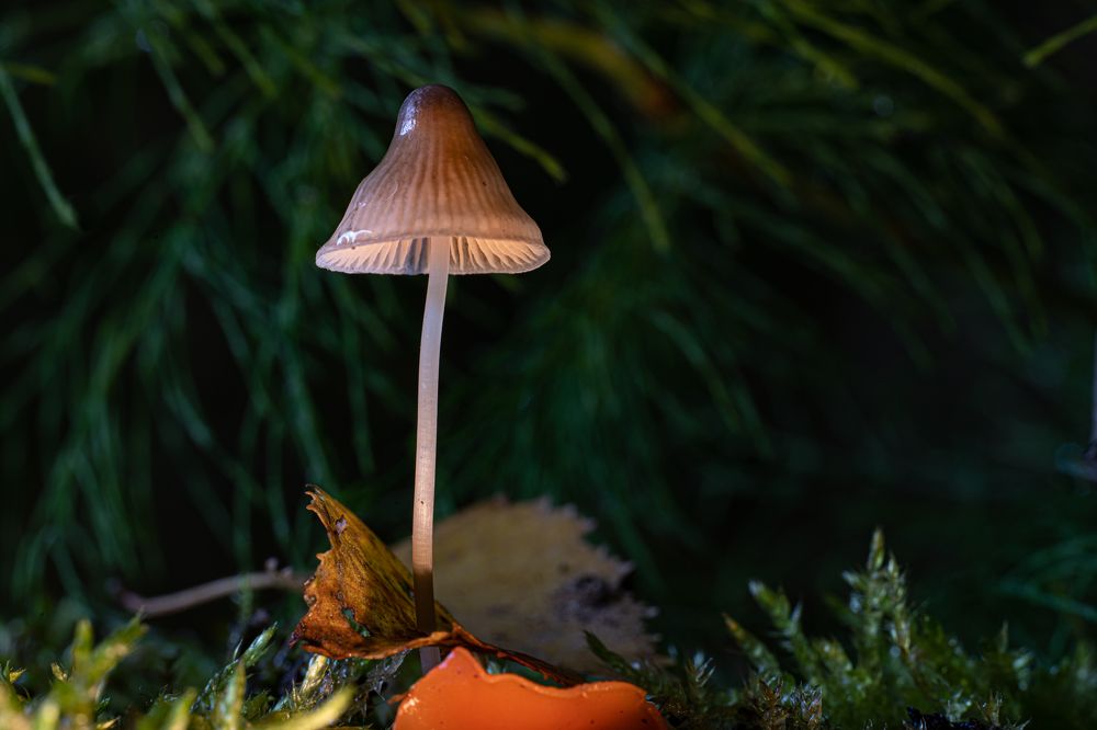 Photograph by Николай Фонарёв