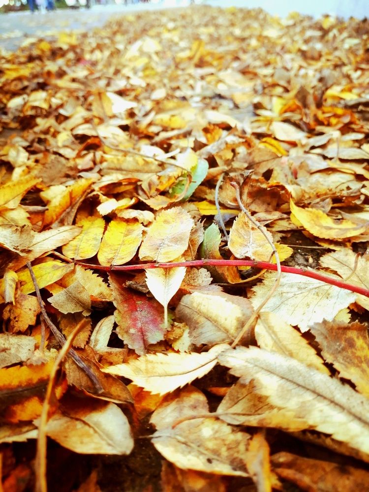 Фотография автора Татьяна Савранчук