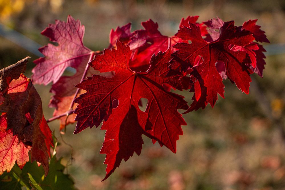 Photograph by Таймураз Гумеров