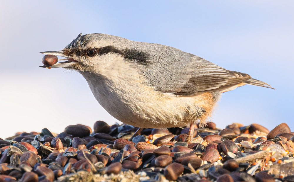 Орешек вкуснее