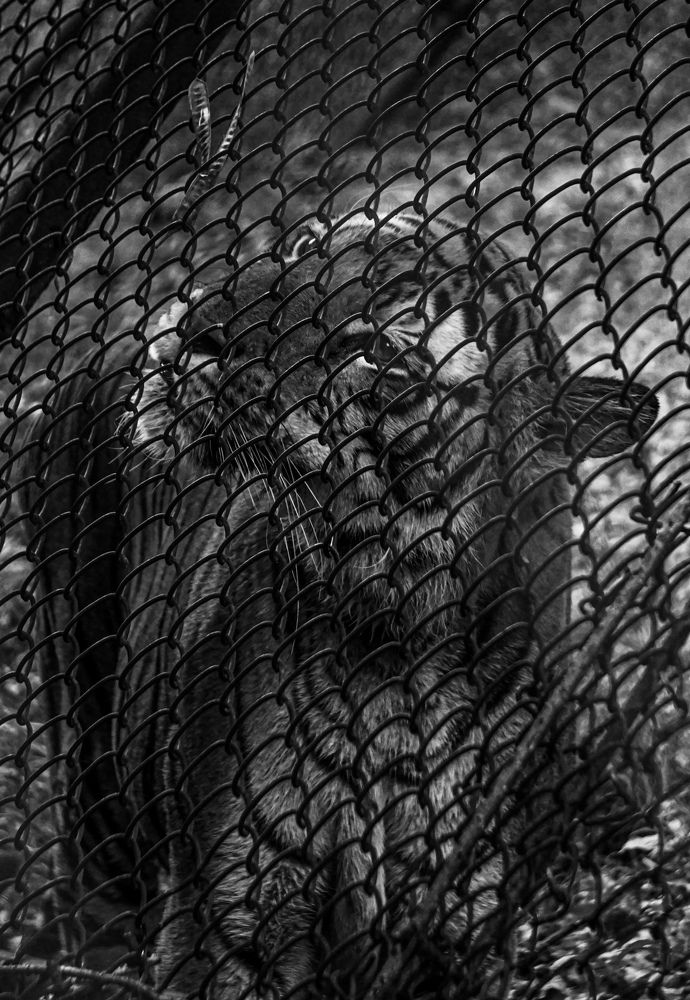 Photograph by PRANSHU CHOURASIA