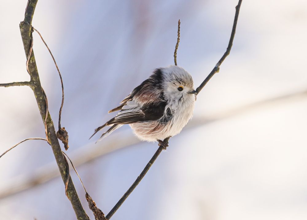 Пушистый шарик