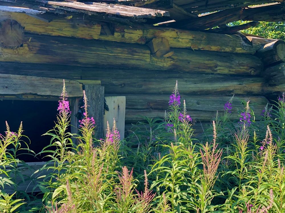 Красота в забытом