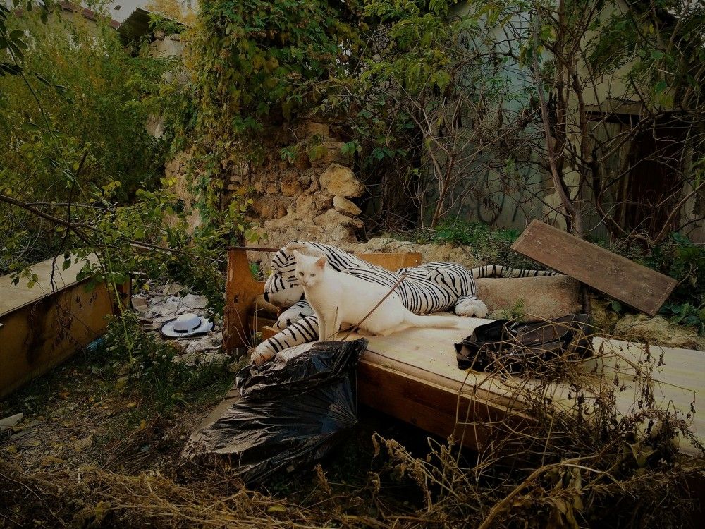 Photograph by Людмила Ковалевская