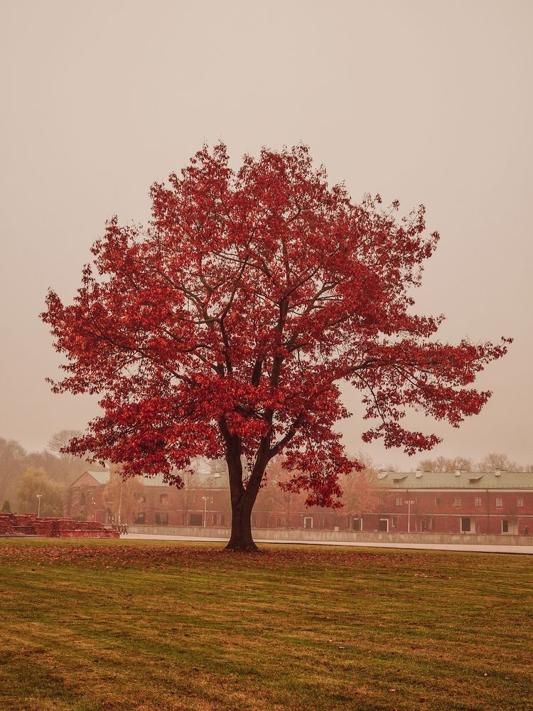 Photograph by Оксана Борисевич