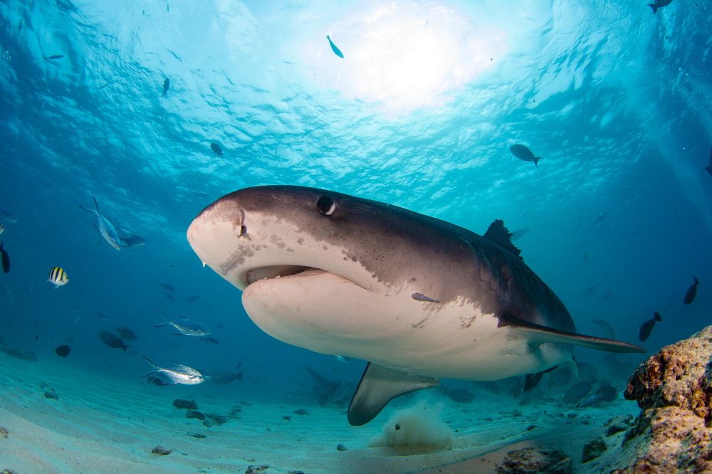 Совершенство Океанских глубин