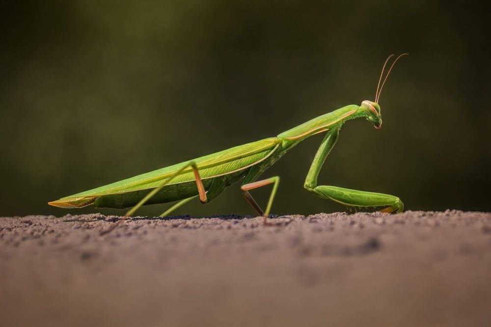 Photograph by Marko Stoickov