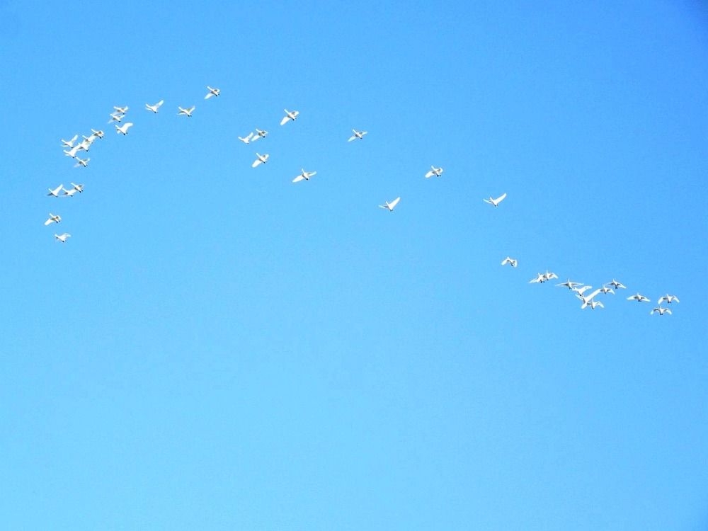 Птицы над Финским заливом