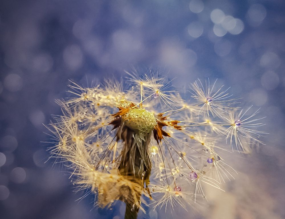 Пушистое облачко!