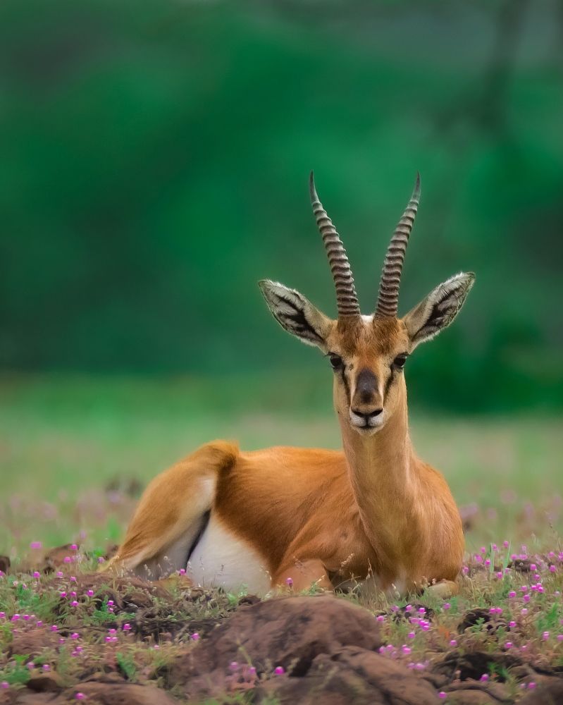 Photograph by Swapna Lotankar