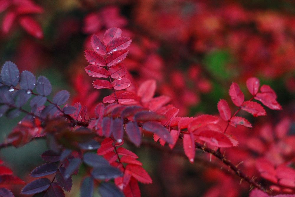 Photograph by Надежда Сидорова