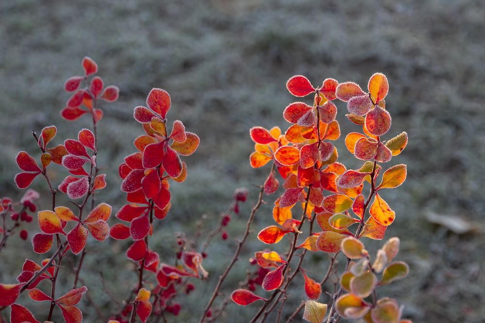 Photograph by Светлана Воробьёва
