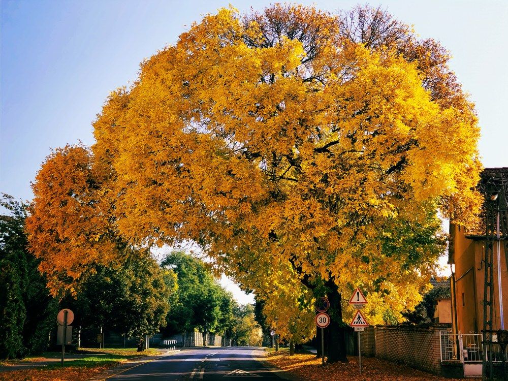 Фотография автора Kiss Gabor