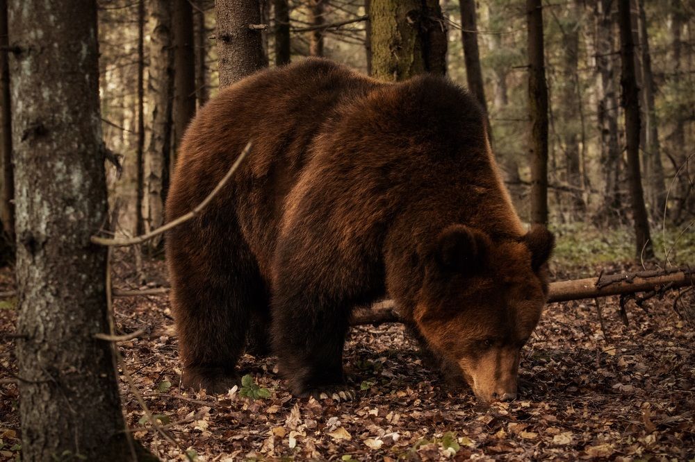 Photograph by Николай Шарлай