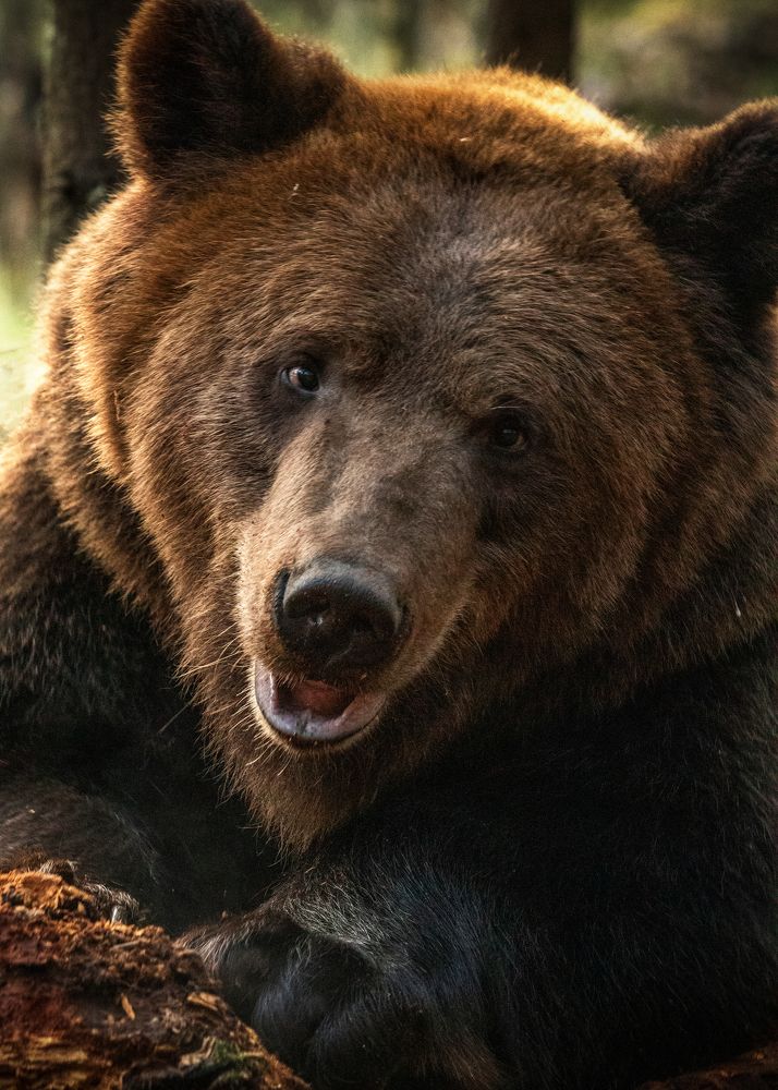 Photograph by Николай Шарлай