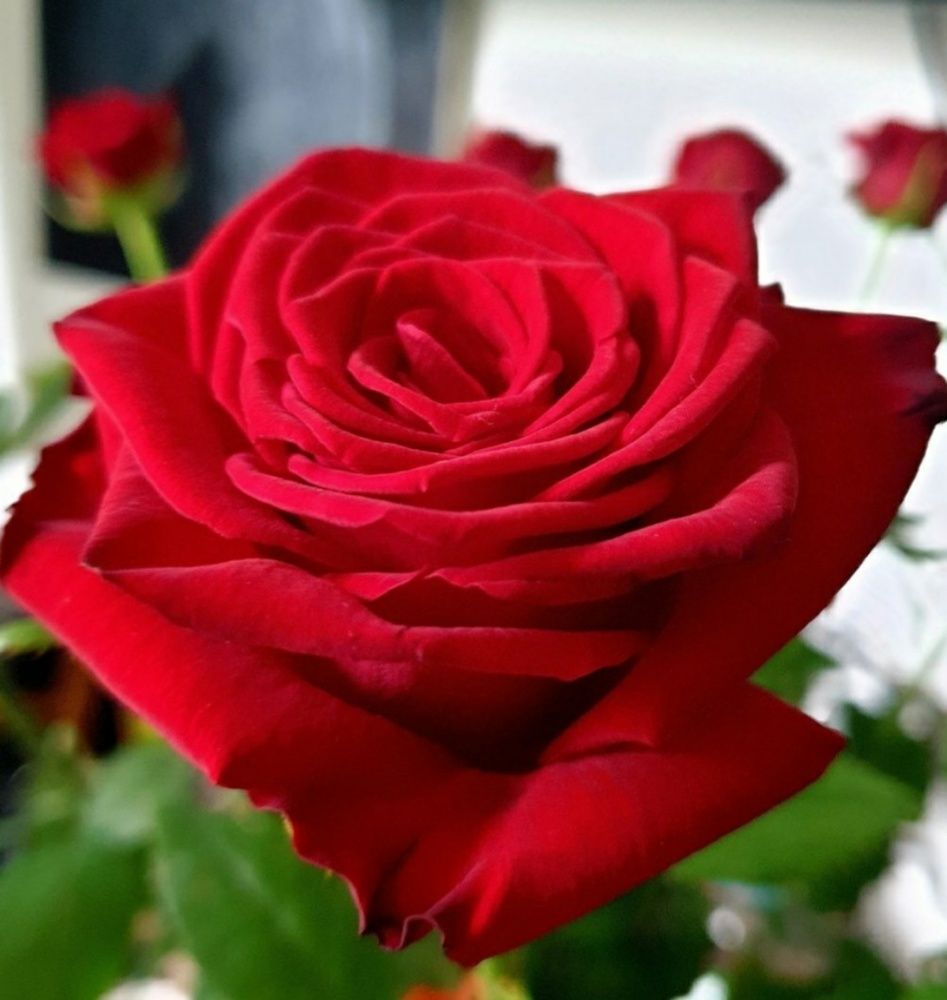 Photograph by Natalija Bucinska