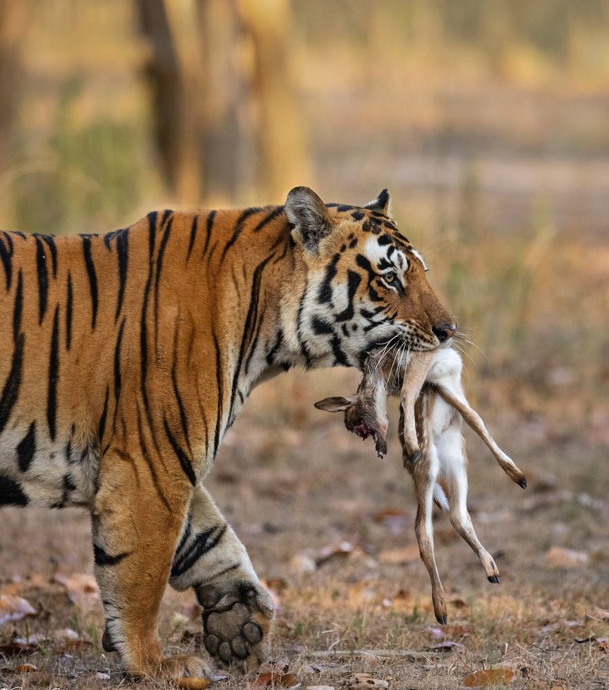 Photograph by Prashant Singh