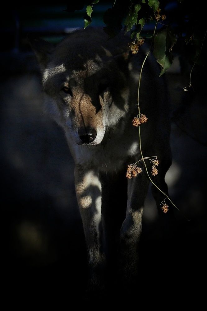 Волки. История любви