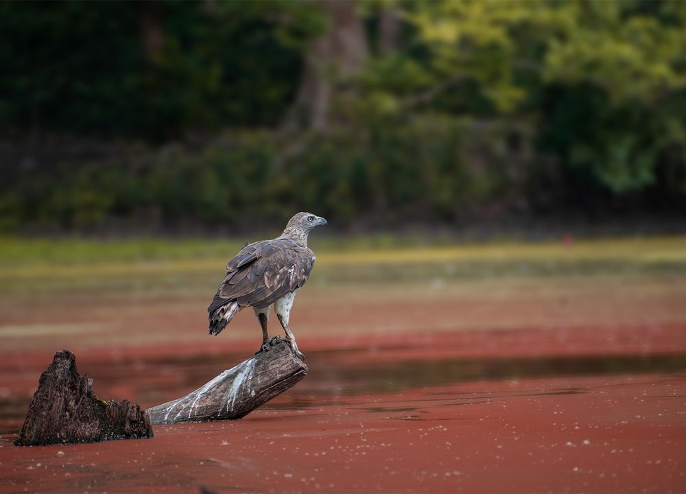 Photograph by Saikat Biswas