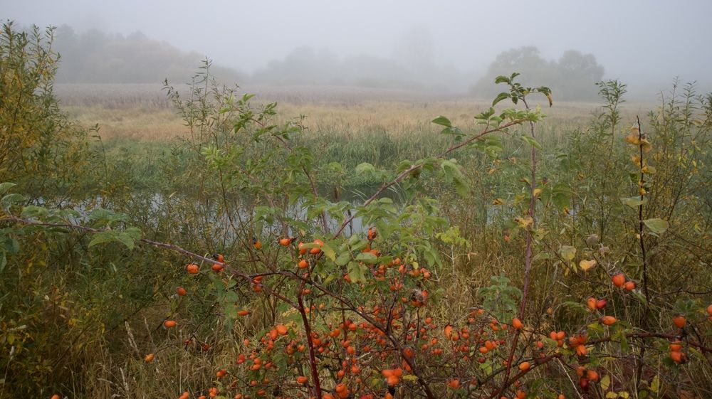 Photograph by Лилия