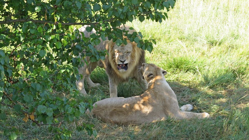 Львиные разборки