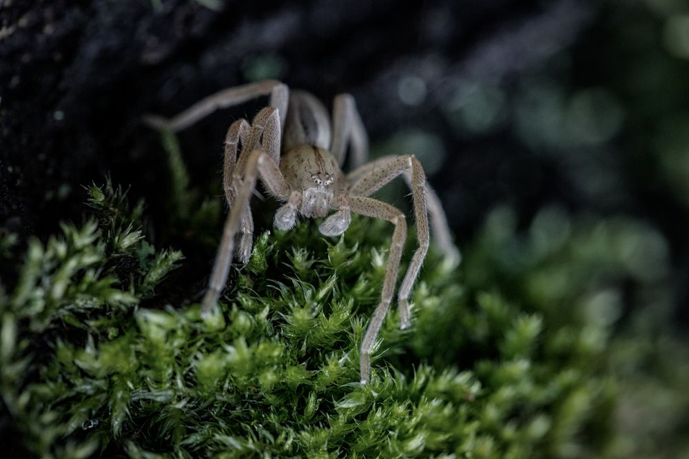 Хранитель тьмы