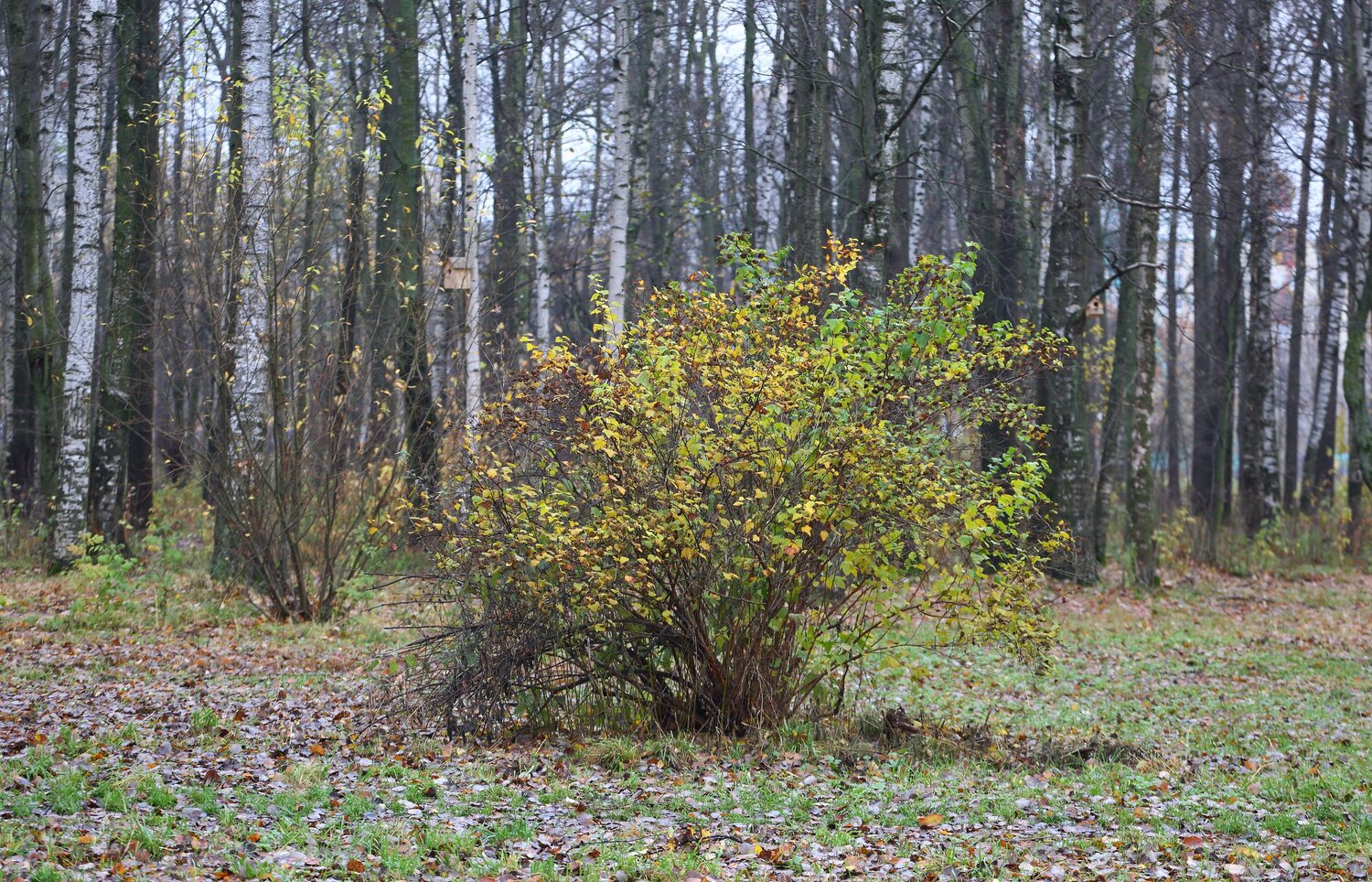 Photo #8266078