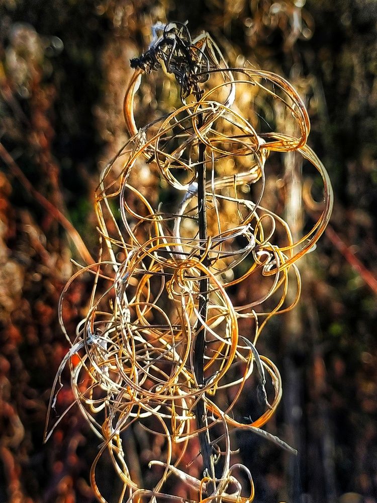 Трава Иван-чай