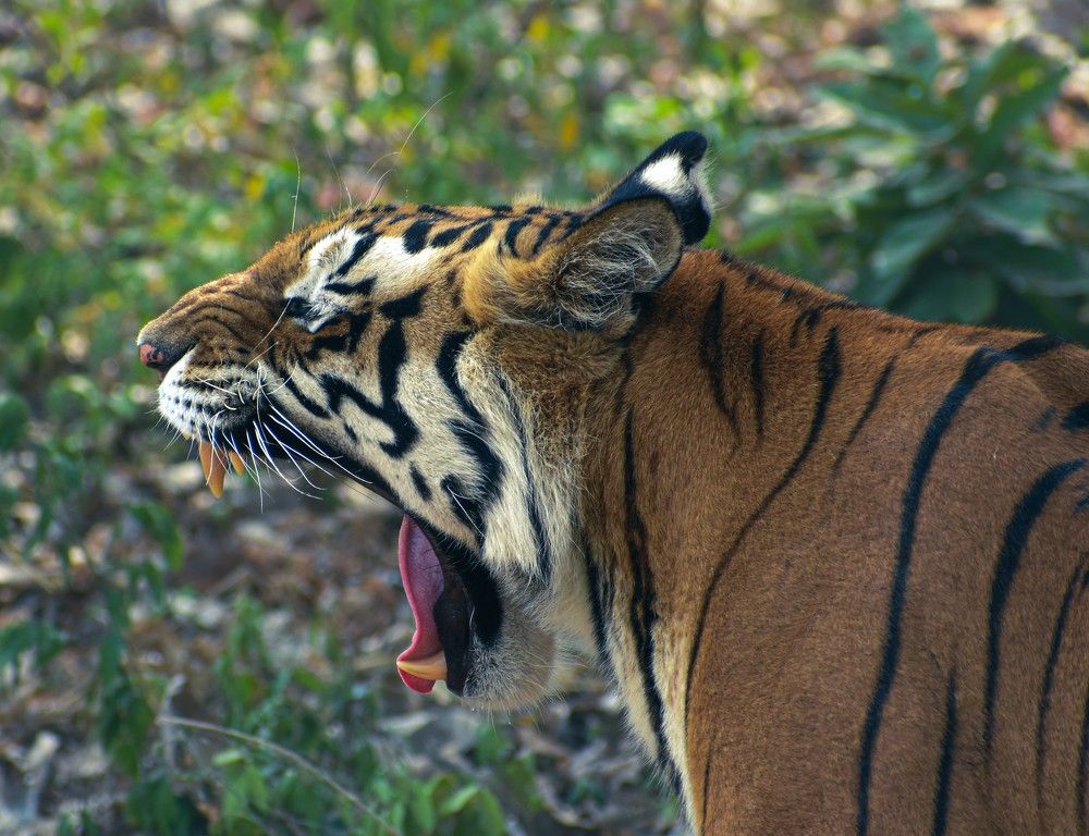 Photograph by Mohd Saad Khan