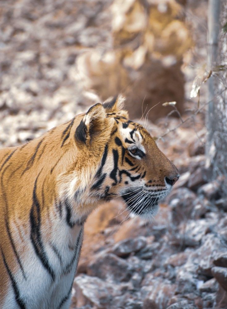 Photograph by Mohd Saad Khan
