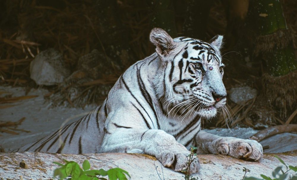 Photograph by Mohd Saad Khan